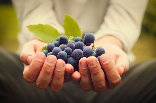 Is organic wine really better wine?