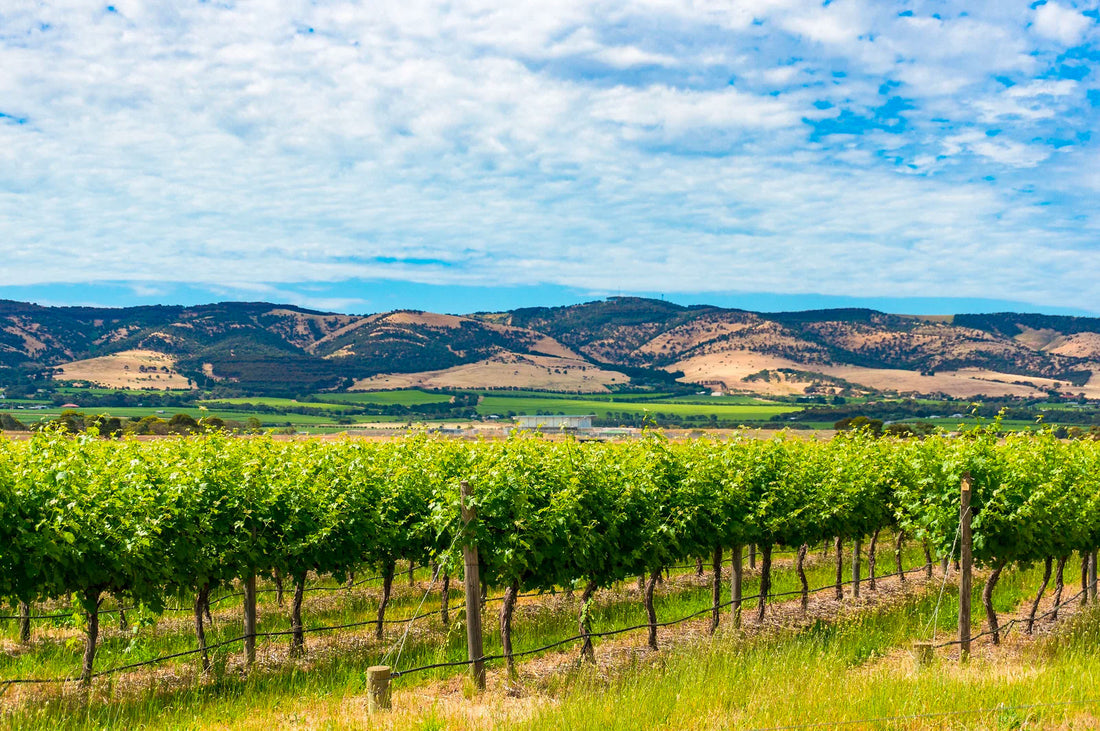 McLaren Vale and organic wine